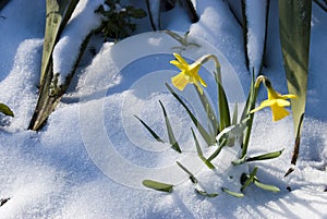 Daffodils in the snow