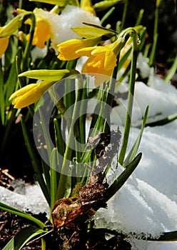 Daffodils in the snow