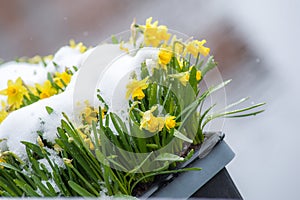 Daffodils in snow