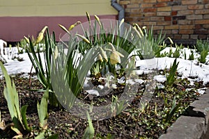 Daffodils and snow 3