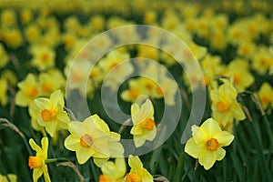 Daffodils in Spring photo