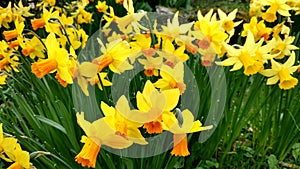 Daffodils