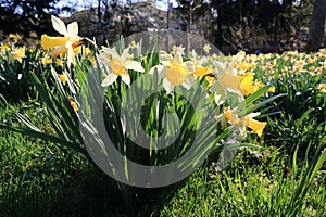 Daffodils in spring