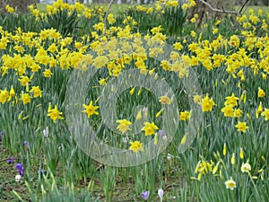 Daffodils in Spring