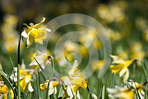 Daffodils in spring with short depth of field