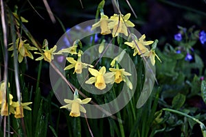 Daffodils in spring time