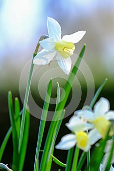 Daffodils in springtime at the park