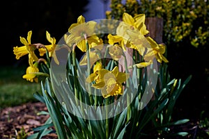Daffodils in the springtime sun
