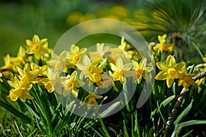 Daffodils in the springtime sun