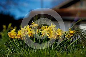 Daffodils in the springtime sun