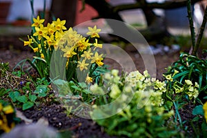 Daffodils in the springtime sun