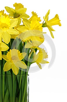 Daffodils in a square glass vase