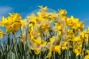 Daffodils standing tall in spring sunshine