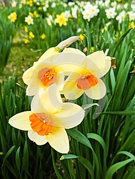 Daffodils in the Sun in Large Garden