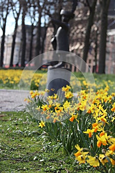 Daffodils in the sun with statue on background on the lange vijverberg in Den Haag.