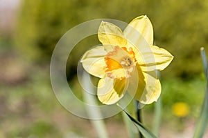 Daffodils in a sunny spring garden. Natural view of yellow blooming flowers in park as morning spring background