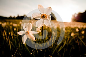 Daffodils before sunset