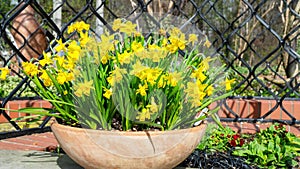 Daffodils in a terracotta pot stand in an outdoor garden. Spring bulbous flowers narcissus in a large ceramic bowl close-up photo