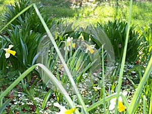 Daffodils and their bent stems