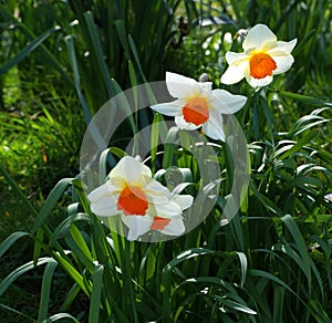 Daffodils, three, white petals, orange trumpets.