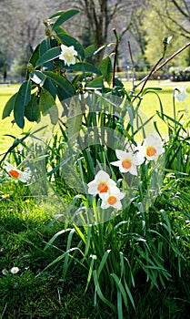 Daffodils, three, white petals, orange trumpets.