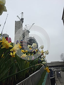 Daffodils and tulips - building works in the background