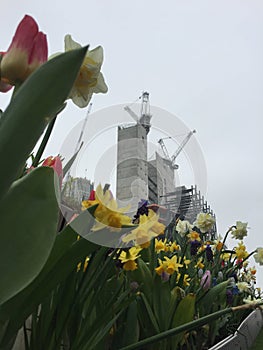 Daffodils and tulips - and construction