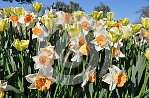 Daffodils and tulips in sunshine