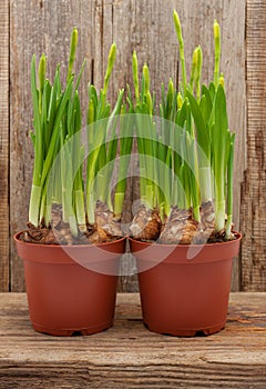 Daffodils two pots wooden background spring