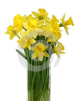 Daffodils in a vase - isolated