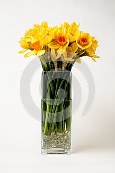 Daffodils in a vase photo
