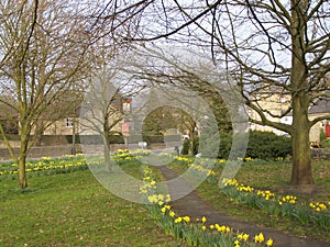 Daffodils  Baslow  Derbyshire  UK