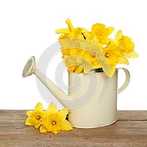 Daffodils in a watering can
