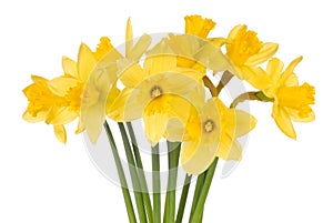 Daffodils on White photo