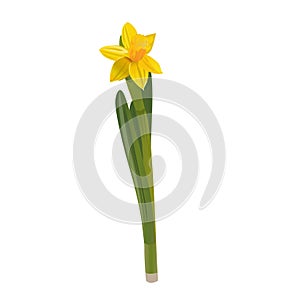 Daffodils on a white background.