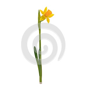 Daffodils on a white background.