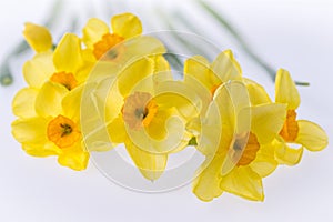 Daffodils on the white background. Floral background