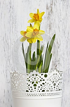 Daffodils in the white bucket