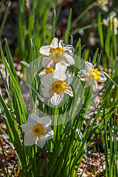 Daffodils white with yellow centers