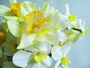 Daffodils - white and yellow spring flowers