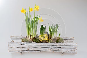 Daffodils in wooden basket