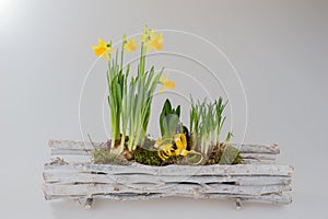 Daffodils in wooden basket