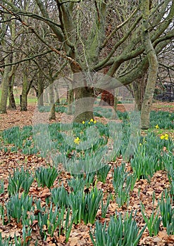 Daffodils in a woodland scene
