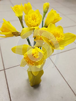 Daffodils photo