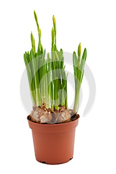 Daffodils young bulbs grow pot isolated