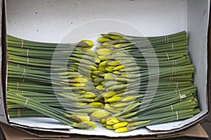 Daffodils in zinc bawl