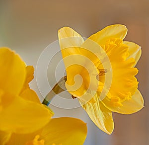Daffodisl 6