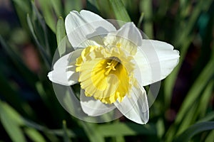 Daffofil flower