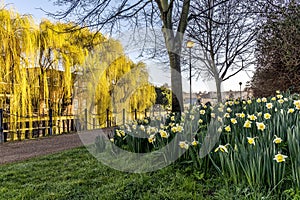 Daffs