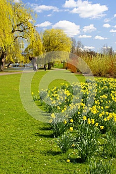 Daffs in the park 2